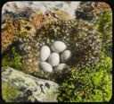 Image of Old Squaw Nest with Six Eggs